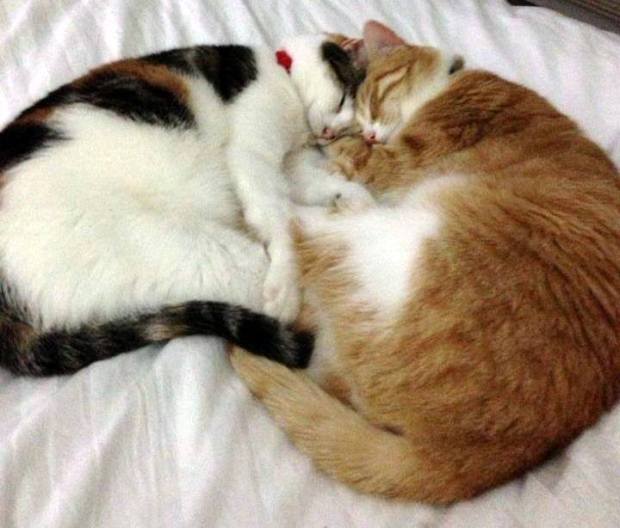 Let Sleeping Cats Lie