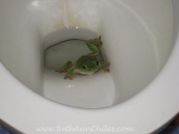 One of our toilet frogs