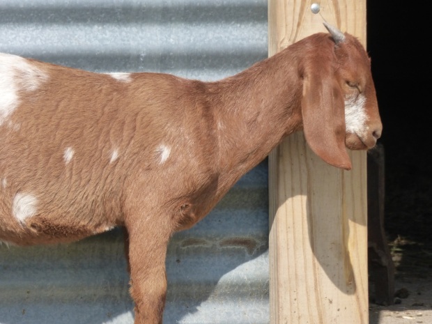 One of the many goats at Enchanted Acres